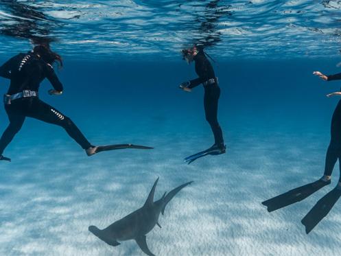 Baylie Fadool and others underwater with a shark