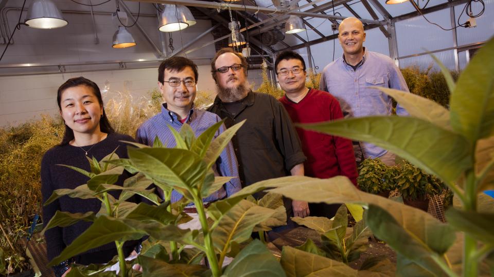 Researchers ID target of disease-causing plant pathogens