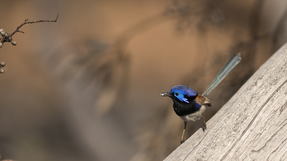 Distinguished company: Birds can recognize members of other species