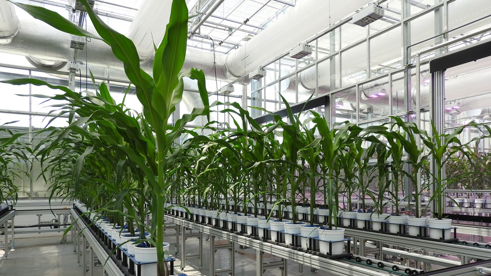 Study in contrasts: System advances analysis of corn