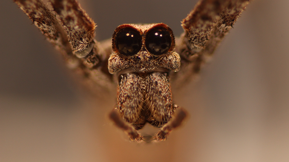 Jeepers creepers: Massive spider eyes shrink 25% in adulthood