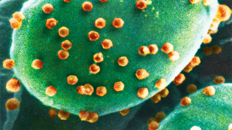 NSF-funded workshop targets microbe-infecting viruses
