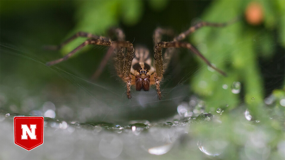 Web sites: Spider’s distribution differs by urban habitat