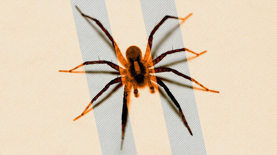 Arachtober: Nebraska U spins web of spider research, outreach 