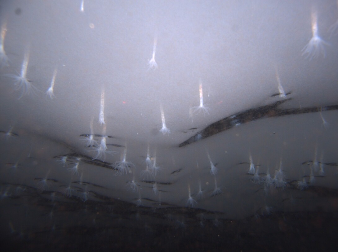 Antarctic sea anemone found under ice shelf one of top 10 new species