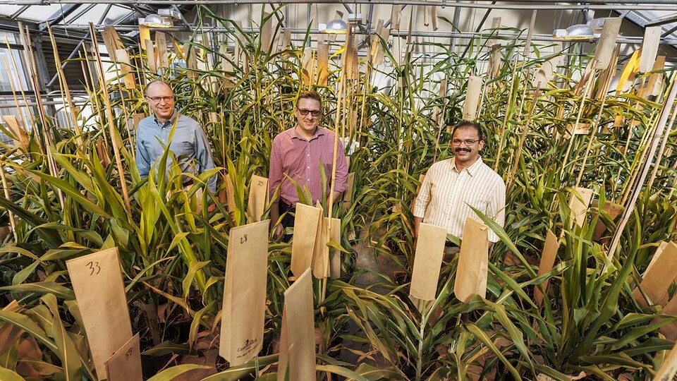 Husker team leads effort to help sorghum defend itself from aphid attacks