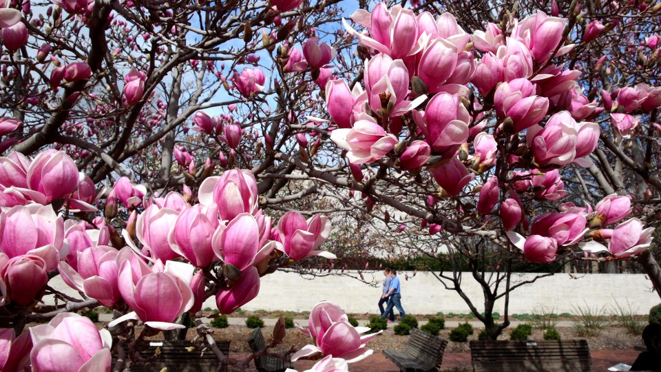 Photo Credit: Magnolia trees bloom on the north side of UNL's Lied Center for Performing Arts on March 15.