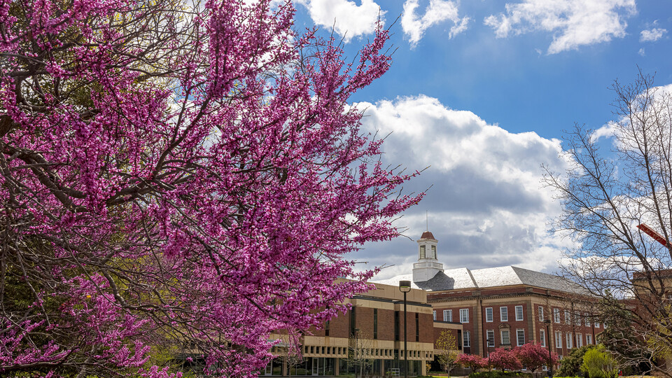 Photo Credit: Campus and a tree in the spring