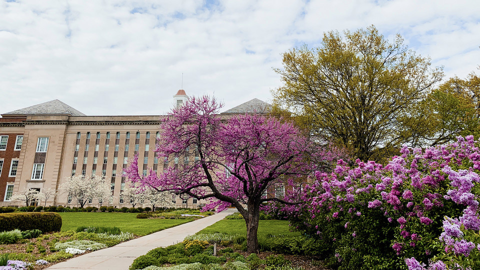 Photo Credit: Trees on campus