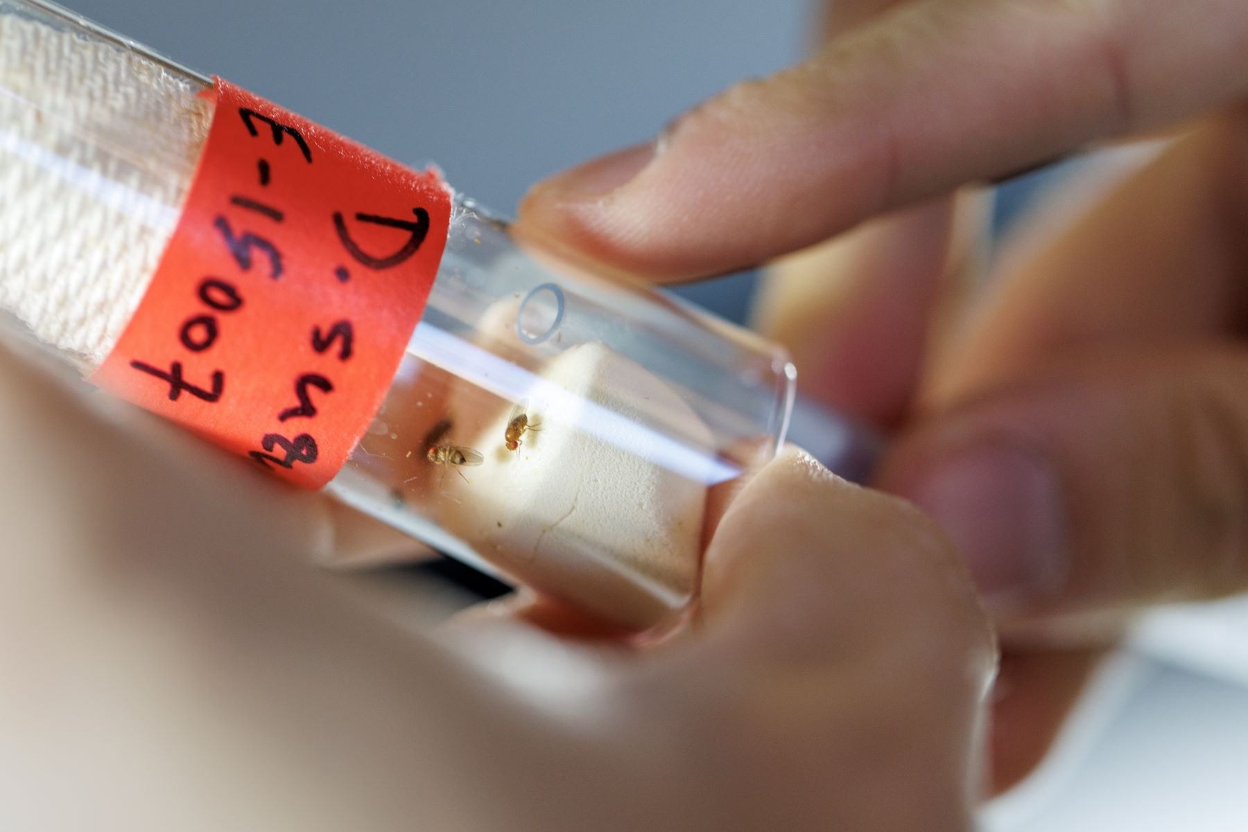 Vial with insects