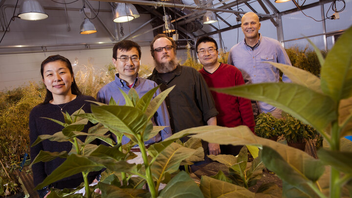 UNL researchers have identified a target of disease-causing plant pathogens. From left, Panya Kim, Ming Guo, Christian Elowsky, Guangdong Li and Jim Alfano.