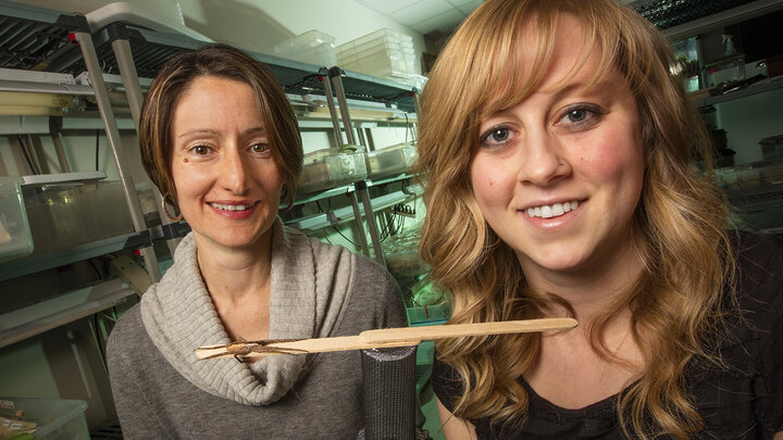 Biologists (left to right) Eileen Hebets and Alissa Anderson have shown that the male nursery-web spider improves his odds of surviving a sexual encounter with a cannibalistic female by wrapping his mate's forelegs with silk prior to copulation.