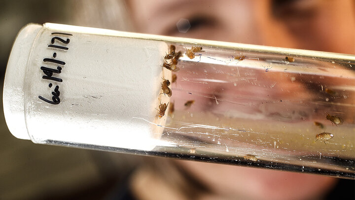 Kristi Montooth, an associate professor in the School of Biological Sciences, displays a bottle containing fruit flies that are the subject of her research. She is a co-author of a new scientific paper investigating the evolutionary causes of fruit flies' tolerance for alcohol.