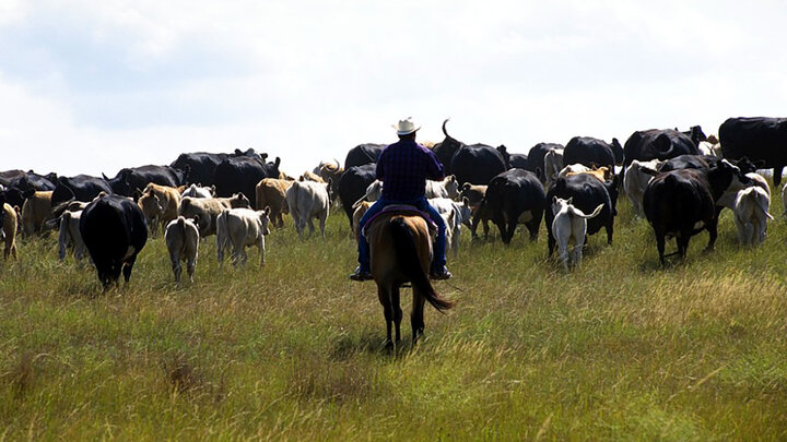 The journal Rangeland and Ecological Management recently published an article detailing the results of a survey of western South Dakota ranchers who endured a 2016 flash drought that significantly altered forage production in the area.