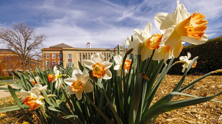 Flowers near Love Library