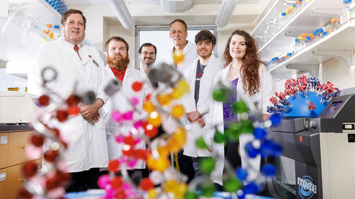 A team led by Eric Weaver, associate professor of biological sciences, has developed a robust vaccine against a strain of swine influenza. Framed by a model of nucleic acid proteins is (from left) Weaver; Matt Pekarek, a graduate student in the Weaver Lab; Cedric Wooledge, a technician with the Institutional Animal Care Program; David Steffen, with the Nebraska Veterinary Diagnostic Center; and Nicholas Jeanjaquet and Erika Petro-Turnquist, both doctoral students in the Weaver Lab. Not pictured is Hiep Vu,…