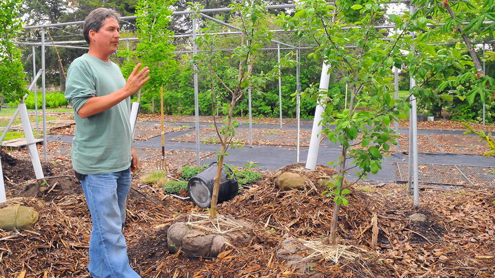 Laurence Ballard talks about the two Flower of Kent apple trees which are genetic duplicates to the one by UNL's Behlen Hall. The trees, which are believed to be duplicates of the apple tree that inspired Isaac Newton to develop his theory on gravity, have been replanted by Jorgensen Hall.