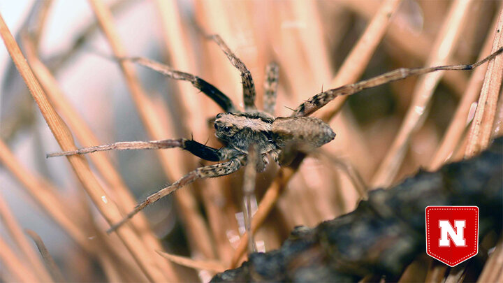 Wolf spider