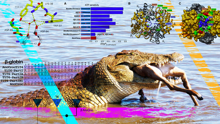 Nile crocodile with impala in mouth