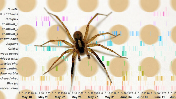 A wolf spider backgrounded by a field of vibrating circles and a multicolored graph