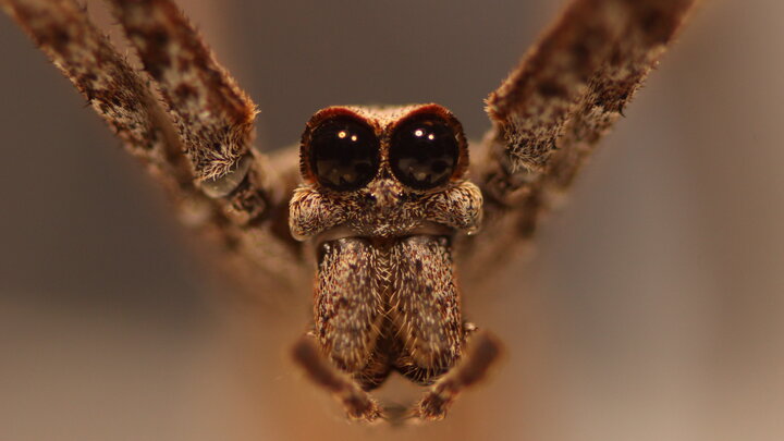 A new study from UNL biologists has revealed that the net-casting spider's secondary eyes -- the largest of any arachnid -- likely evolved in part to help it capture ground-based prey.