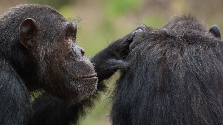 Chimpanzees interact in Gombe National Park, Tanzania. A recent study by University of Nebraska–Lincoln researchers suggests that humans and chimps exhibit nearly identical patterns in how they interact socially and remember things in their environment.