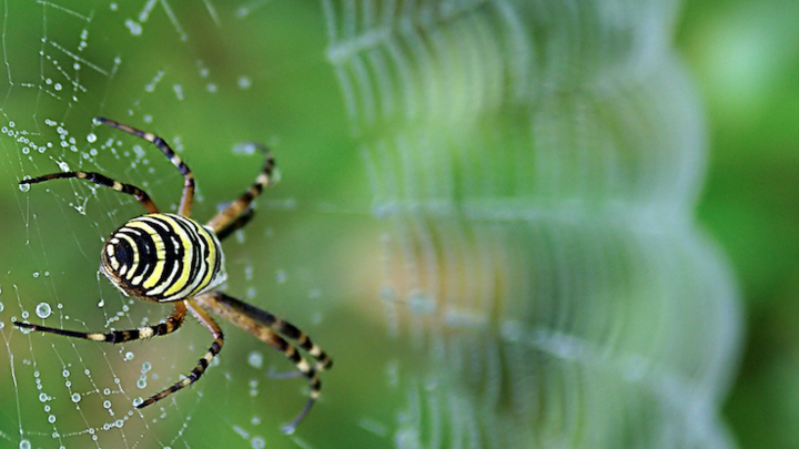 Mature orb weavers, like this garden spider, are among the many spiders on display as the seasons transition from summer to fall.