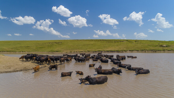 Cattle take a dip in a pond south of Gothenburg, Nebraska
