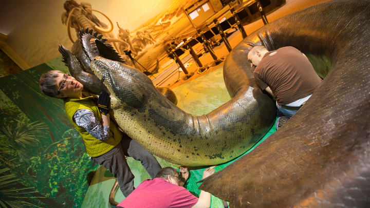 Cheryl Washer holds the head of a replica of Titanoboa, the world's largest snake that lived 60 million years ago.  Walker, who is with the Smithsonian Institutes Traveling Exhibit Services, was holding up her end while Morrill Hall's Joel Nielsen, left, and West Schoemer connect the pieces to the 48-foot-long snake. The snake is portrayed as eating an ancient crocodile.