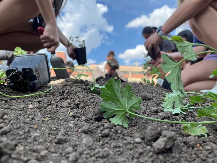 Hands planting seedlings in soil under a bright blue sky with scattered white clouds.