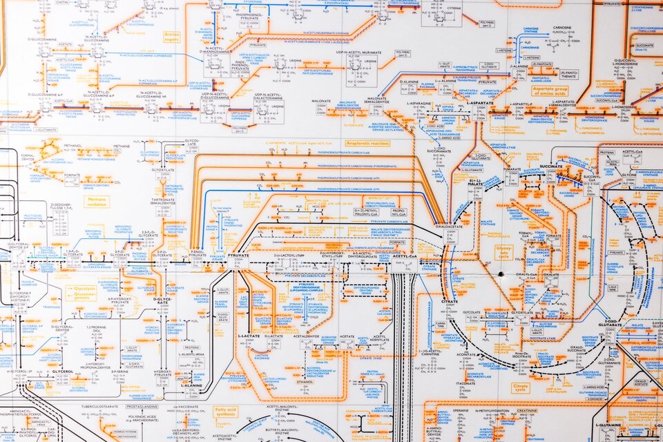 Biochemical pathways poster